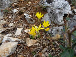 Image de Sternbergia lutea subsp. greuteriana (Kamari & R. Artelari) Strid