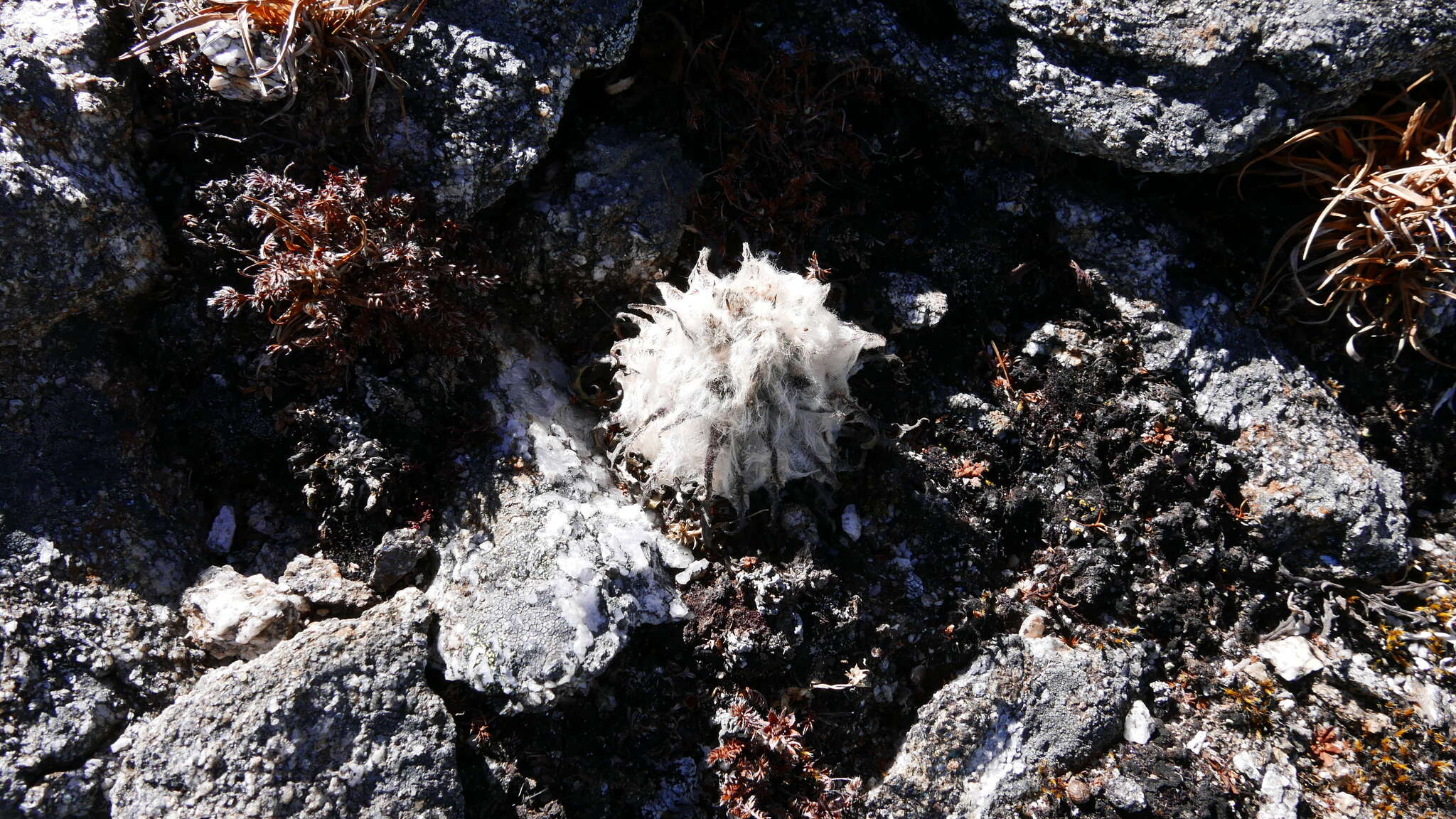 Image of Saussurea gossipiphora D. Don