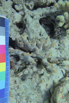 Image of Branched Sandpaper Coral