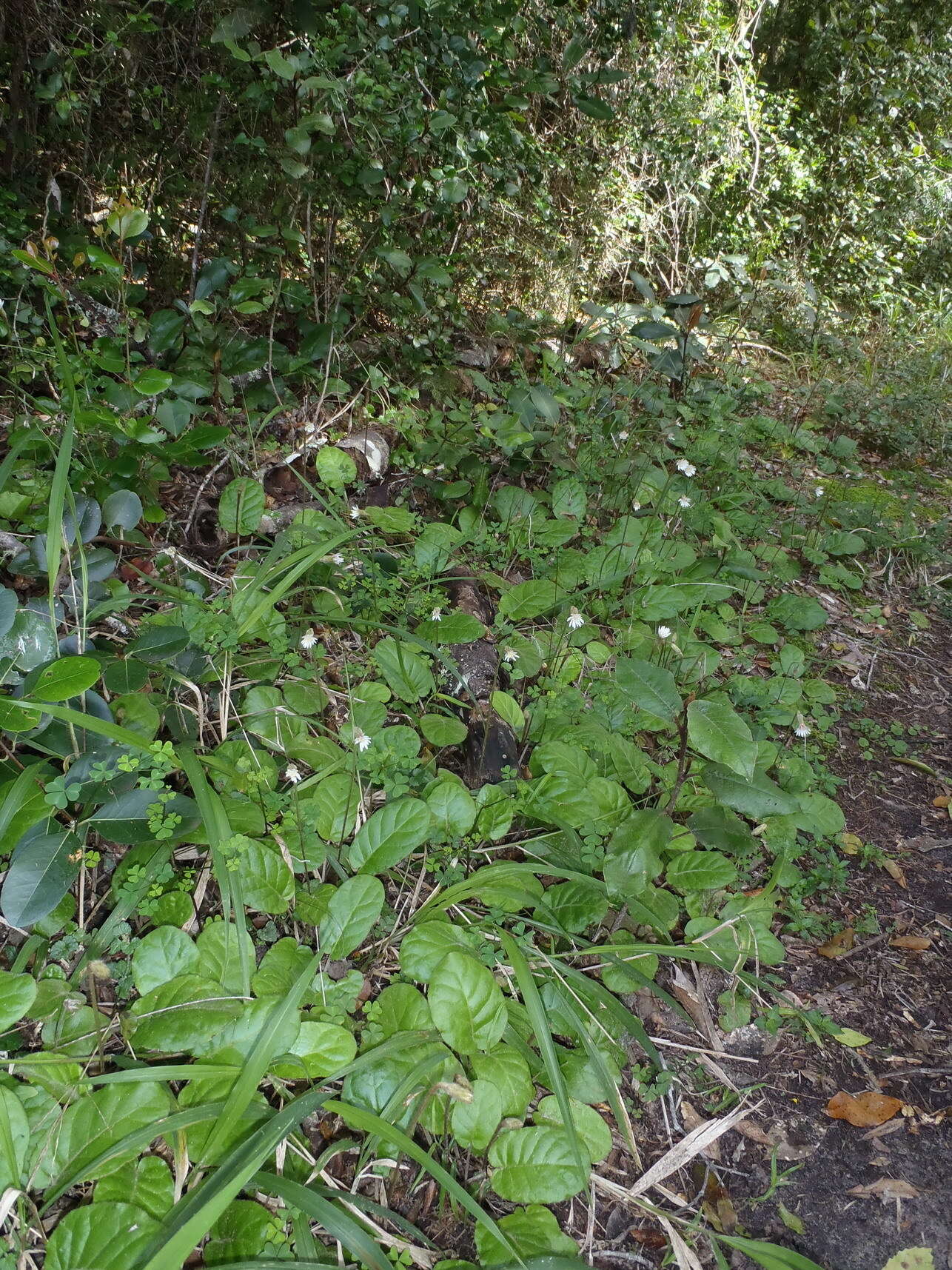 Image of Piloselloides cordata (Thunb.) C. Jeffrey