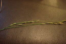 Image of Texas wintergrass