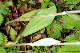 Image of Three-nerved Pearly Everlasting