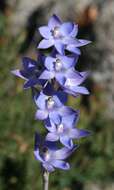 صورة Thelymitra graminea Lindl.