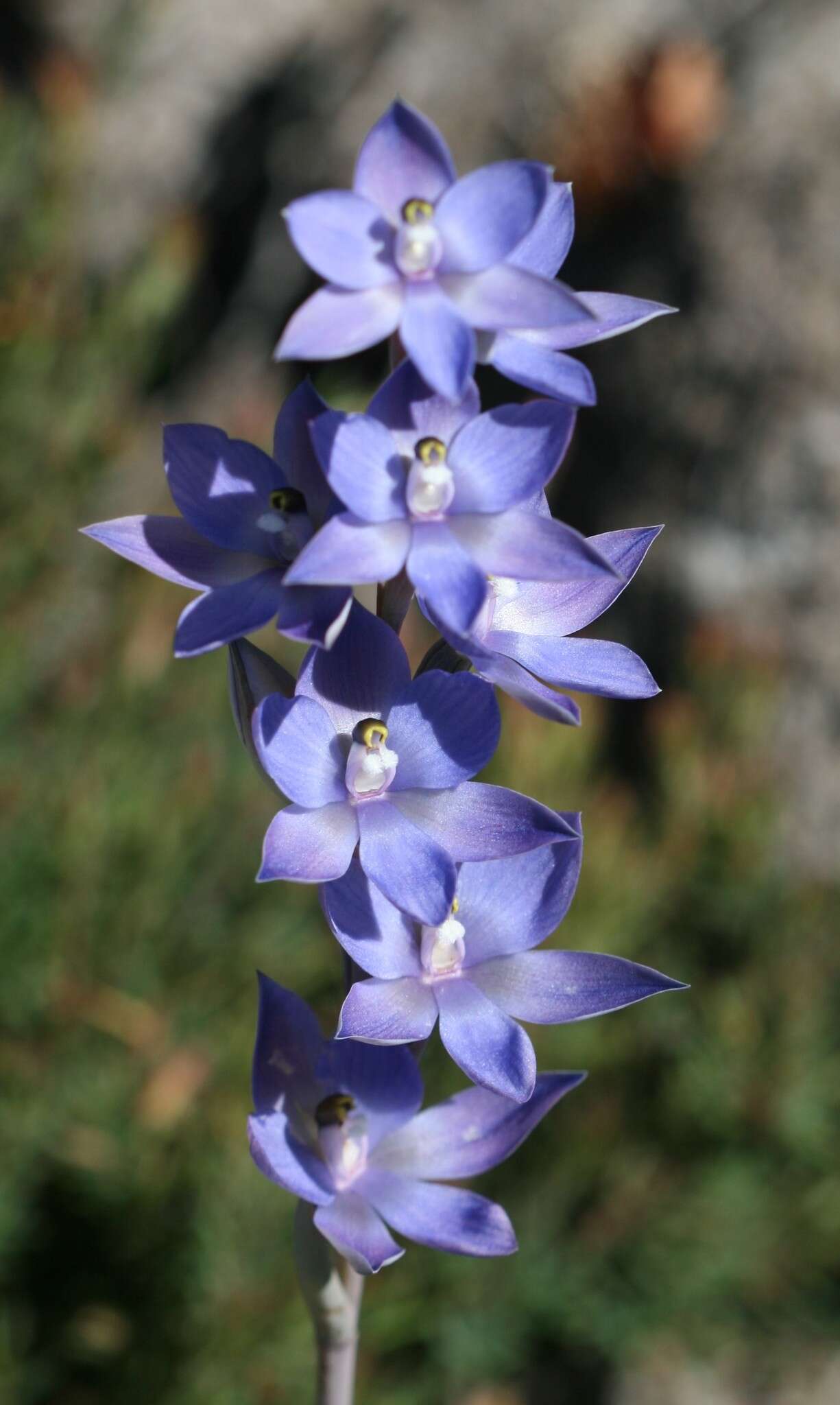 صورة Thelymitra graminea Lindl.