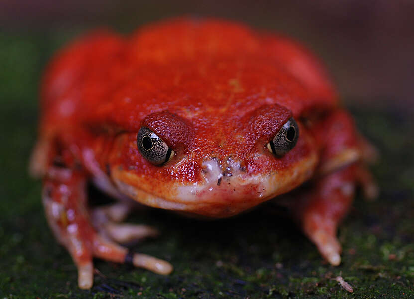 Image of Tomato Frogs