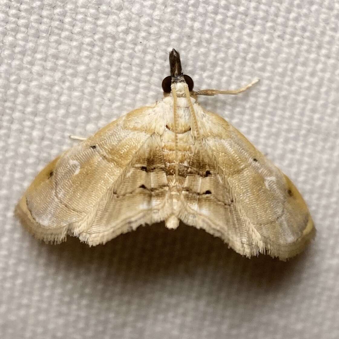 Слика од Trichophysetis fulvifusalis Lower 1903