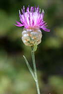 Image of Centaurea sarandinakiae Illarionova