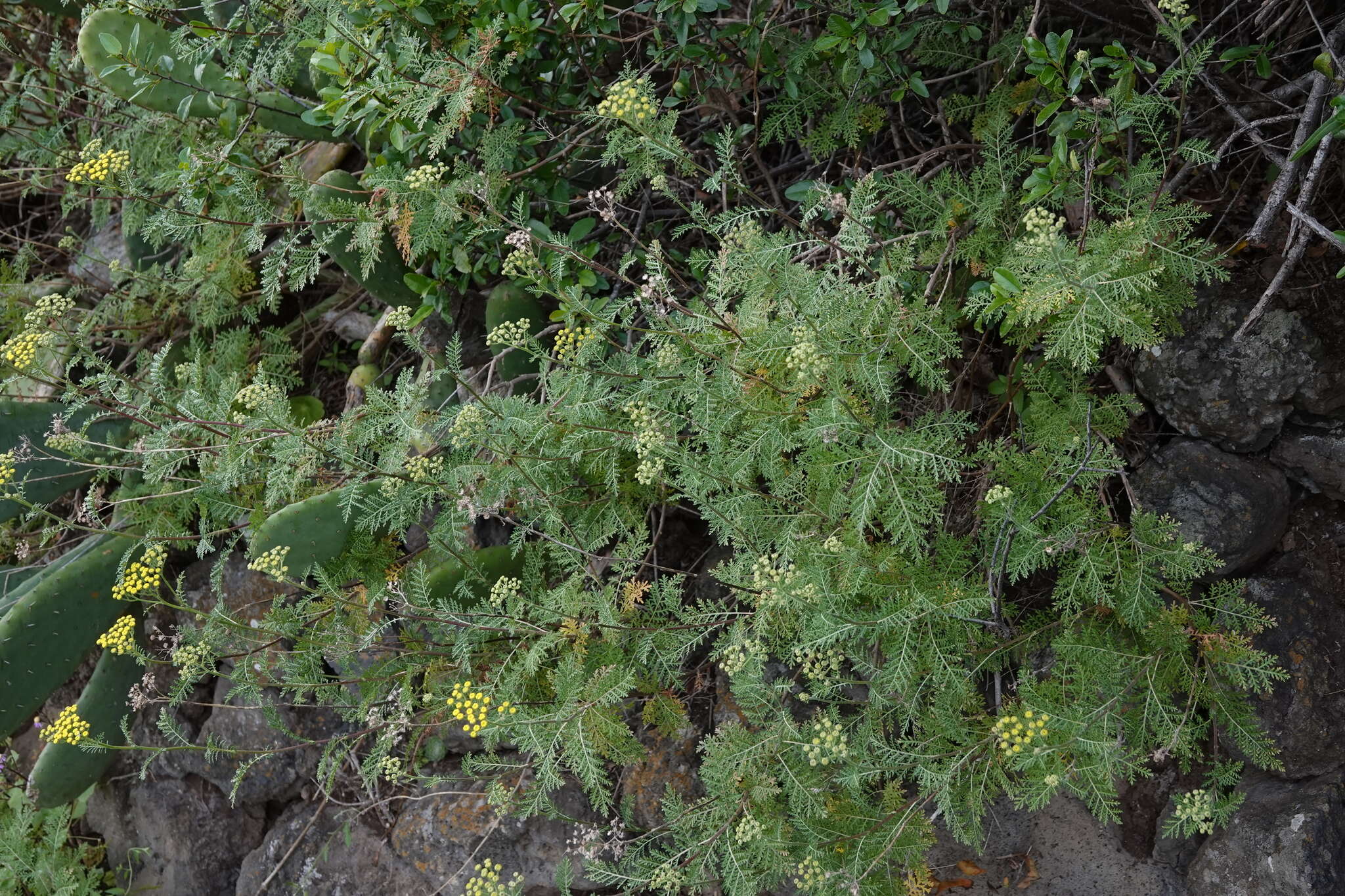 Plancia ëd Gonospermum fruticosum Less.