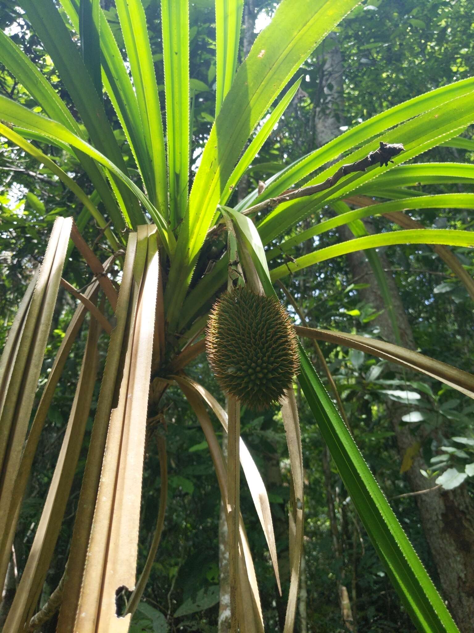 Image of Scrub breadfruit