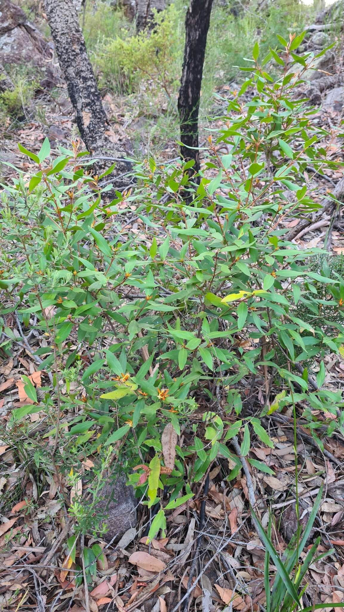 Image of Persoonia laurina subsp. laurina