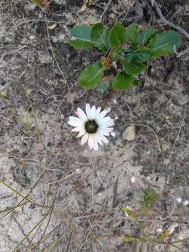 Image of Gerbera crocea (L.) Kuntze