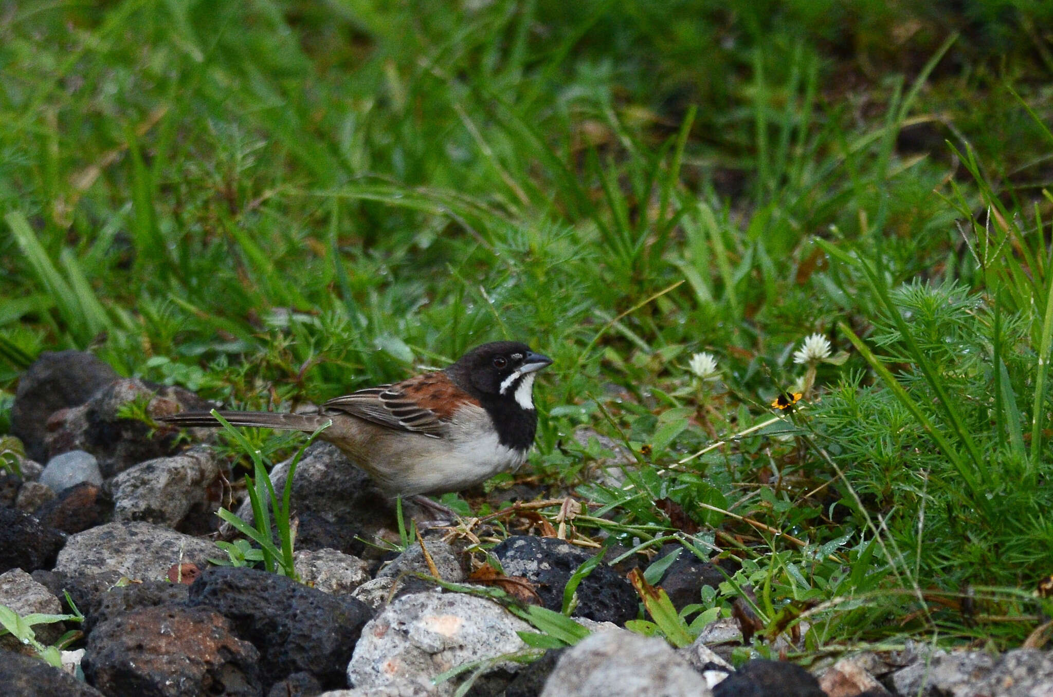 Image of Black-chested Sparrow