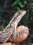 Слика од Anolis scypheus Cope 1864