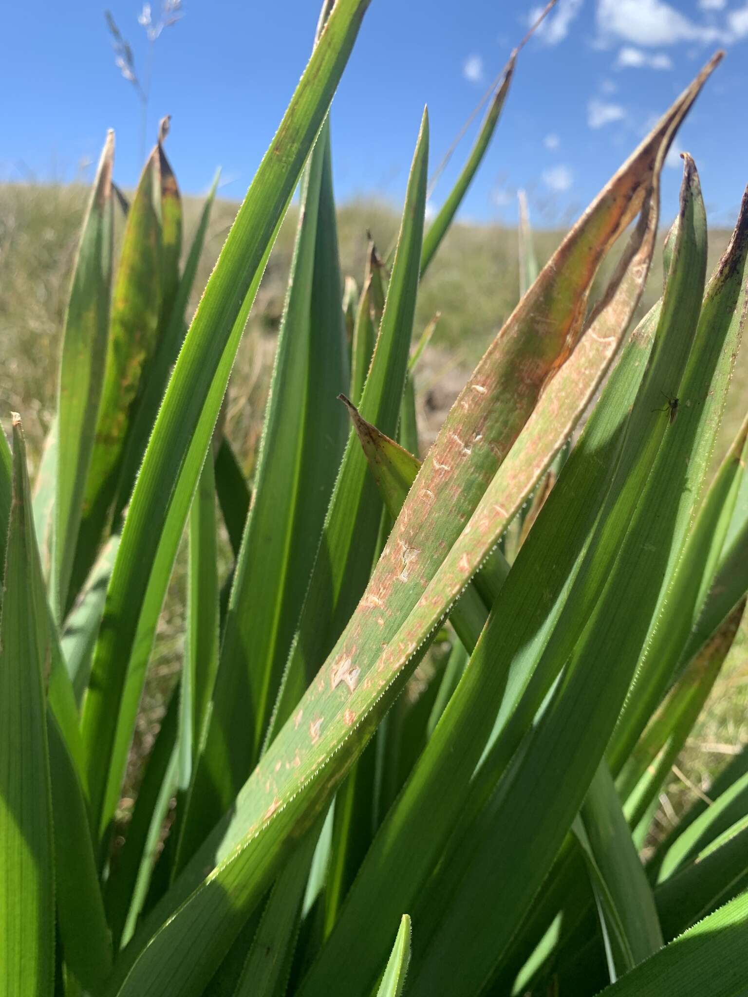 Image of Kniphofia ritualis Codd