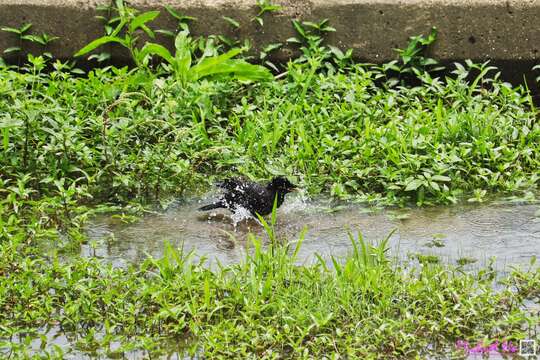 Image of Crested Myna