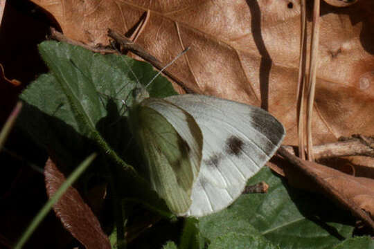 Image of Pieris mannii alpigena