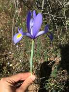 Image of Spanish iris