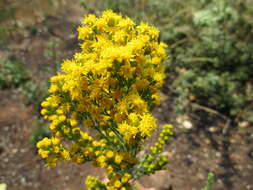 Sivun Solidago velutina DC. kuva