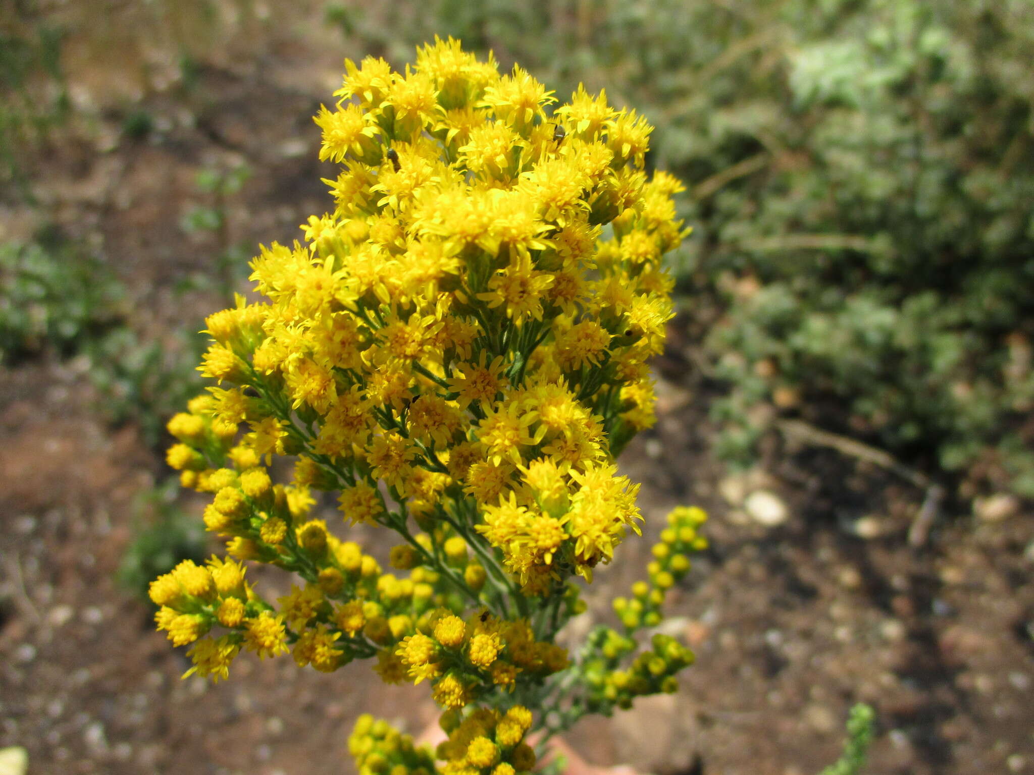 Sivun Solidago velutina DC. kuva