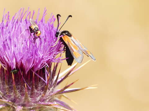 Image of Zygaena punctum Ochsenheimer 1808