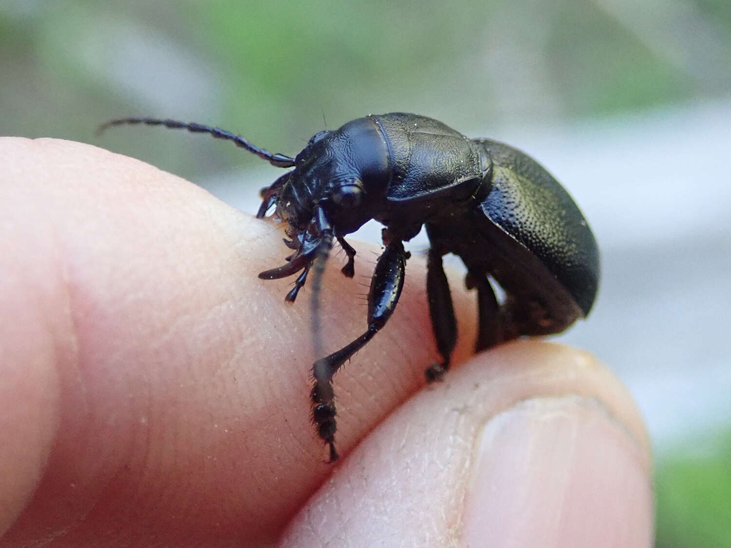 Image of Omus californicus Eschscholtz 1829