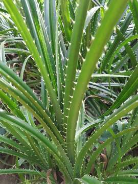 Image of Pandanus odorifer (Forssk.) Kuntze