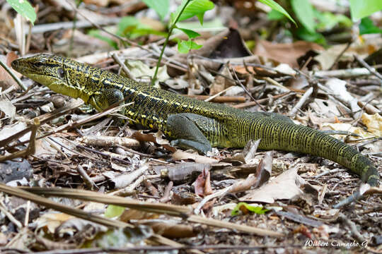 صورة Tupinambis cuzcoensis Murphy, Jowers, Lehtinen, Charles, Colli, Peres Jr., Hendry & Pyron 2016