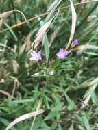 Imagem de Epilobium brevifolium subsp. trichoneurum (Hausskn.) Raven