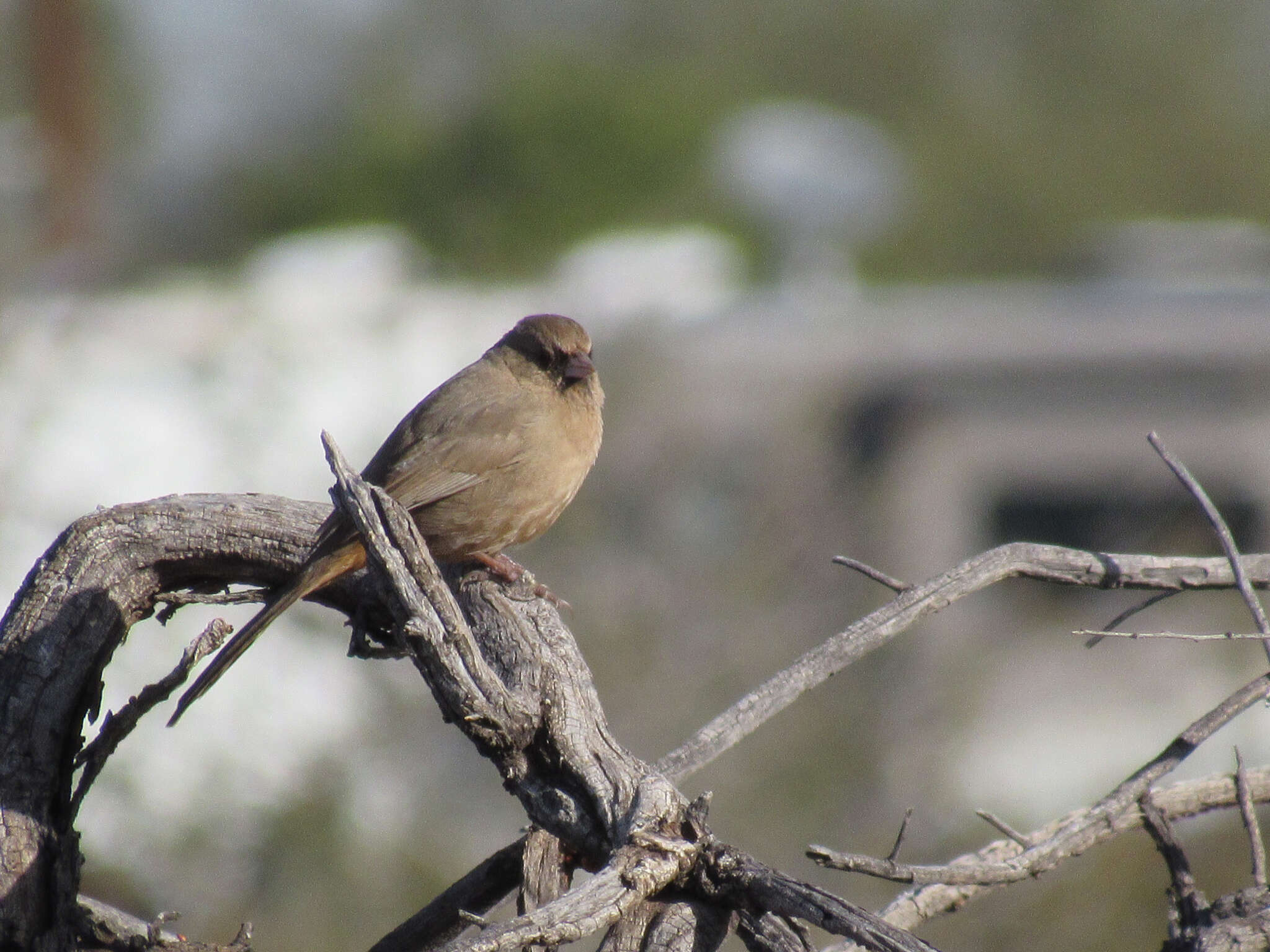 Image of Abert's Towhee