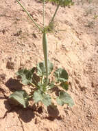 Image of little deserttrumpet