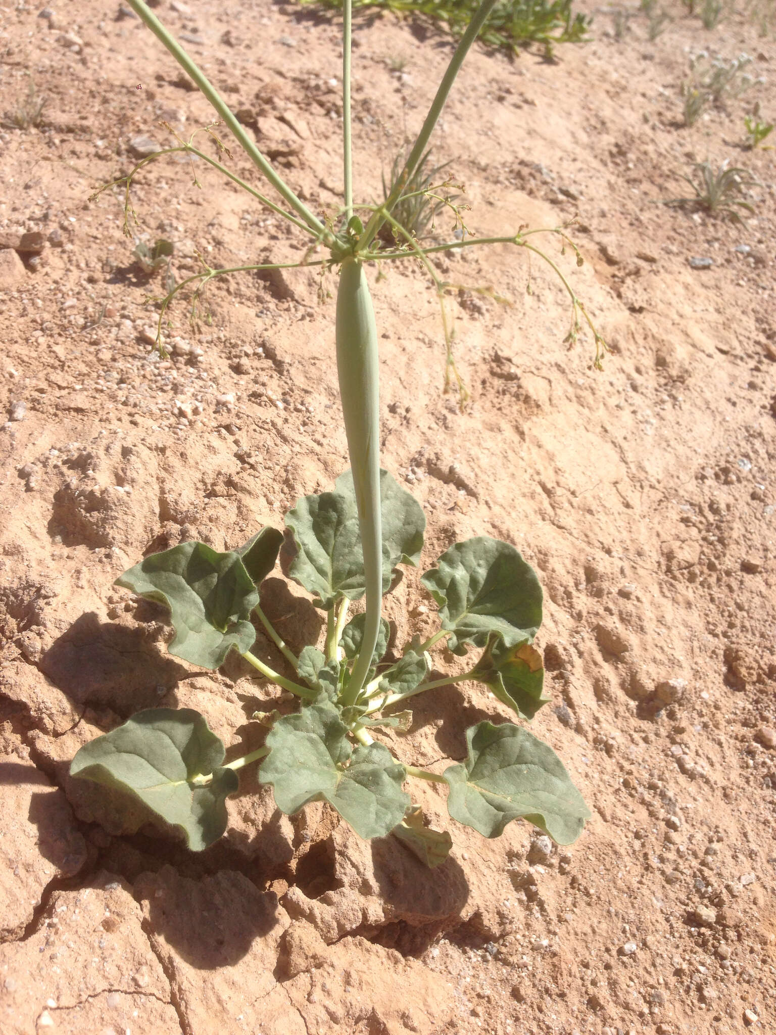 Image of little deserttrumpet