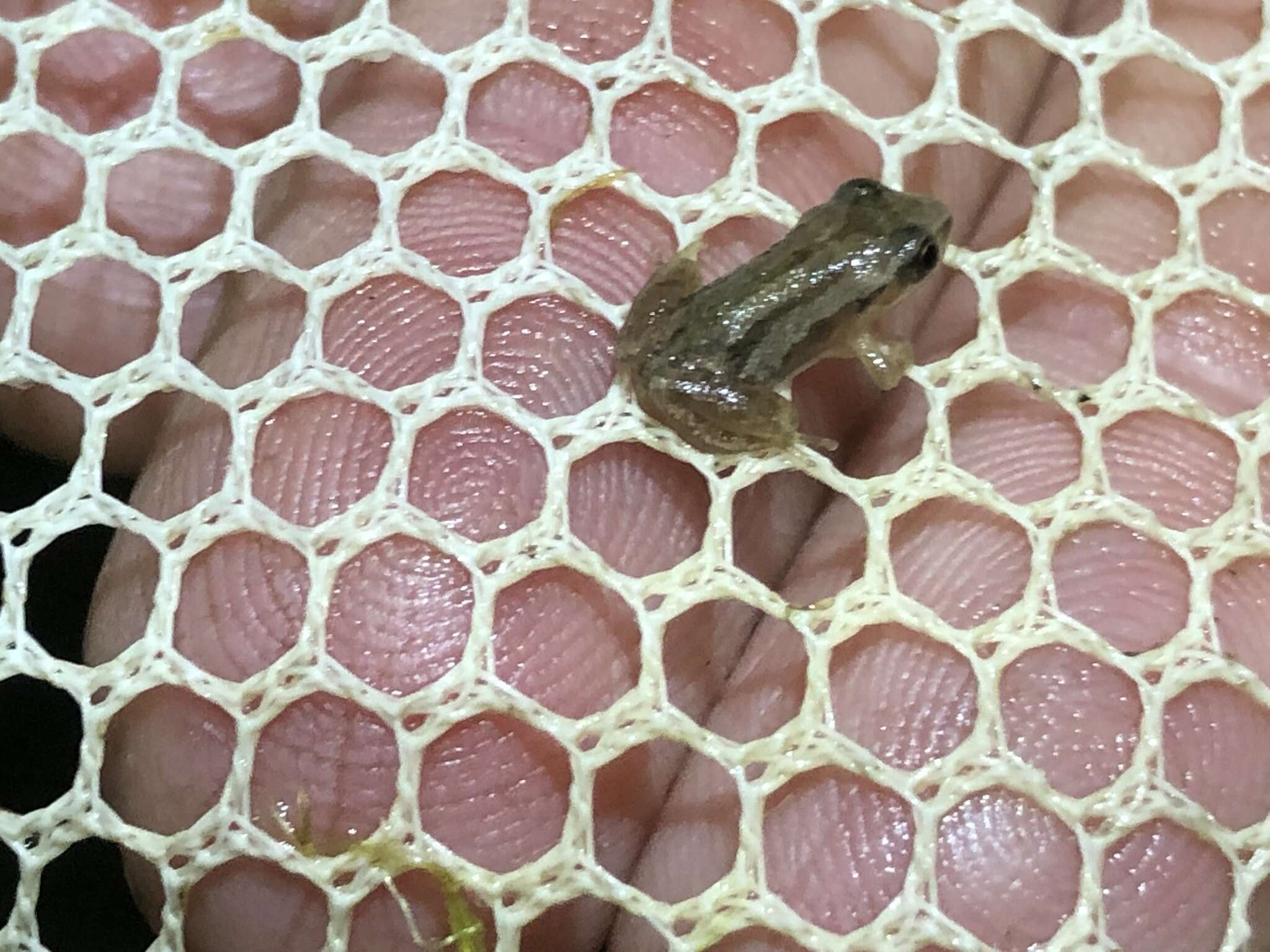 Image of New Jersey Chorus Frog