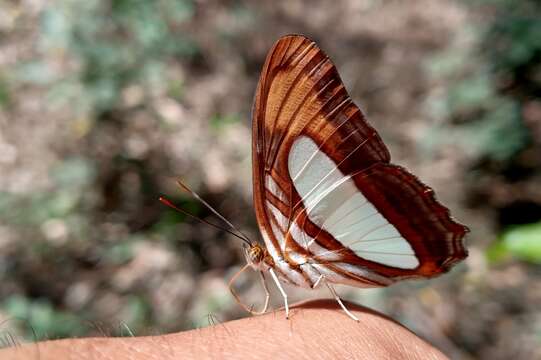 Image of Adelpha thoasa