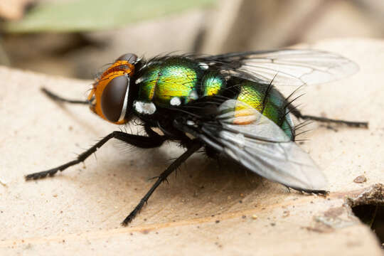 Image of Amenia chrysame (Walker 1849)