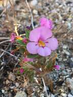 Image of eggleaf monkeyflower