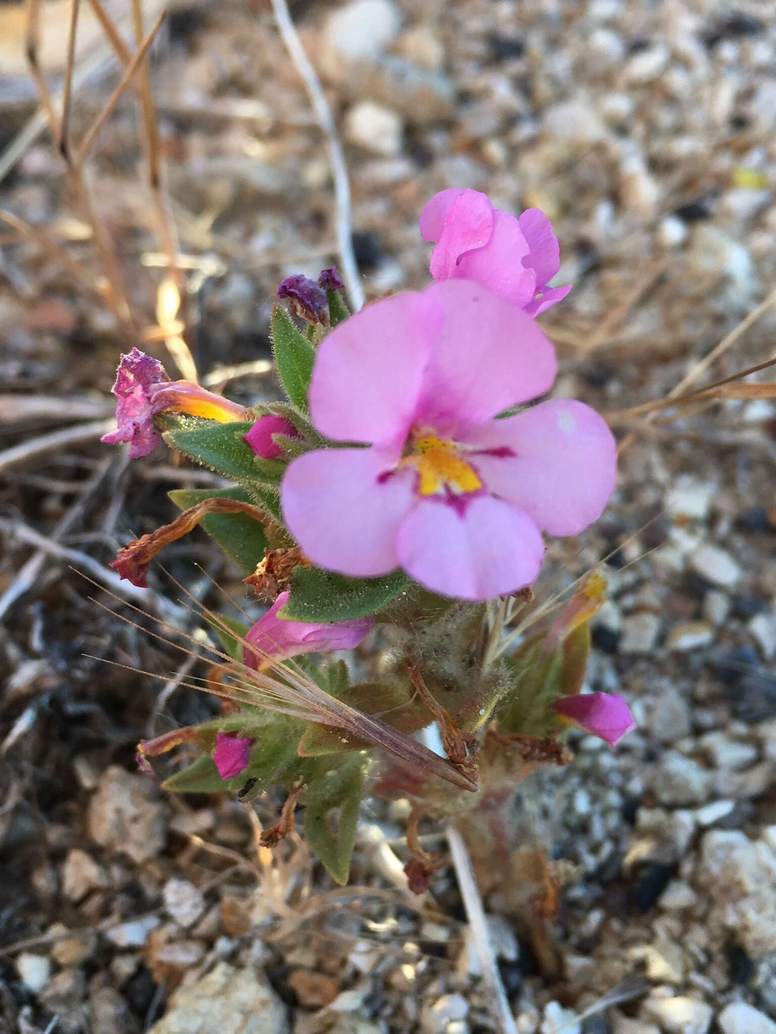 Plancia ëd Diplacus ovatus (A. Gray) G. L. Nesom