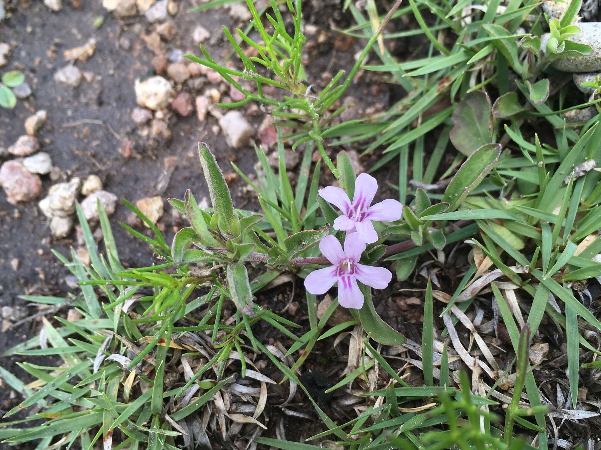 صورة Dyschoriste microphylla (Cav.) Kuntze