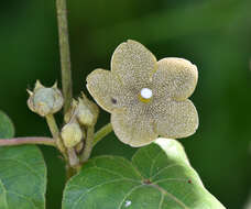 Image of Matelea velutina (Schltdl.) R. E. Woodson