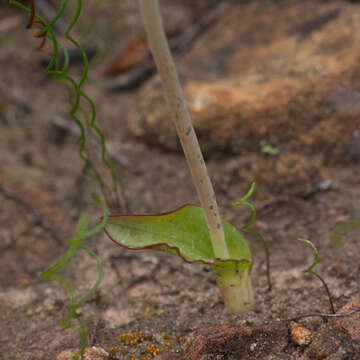 Image de Lachenalia orchioides subsp. orchioides