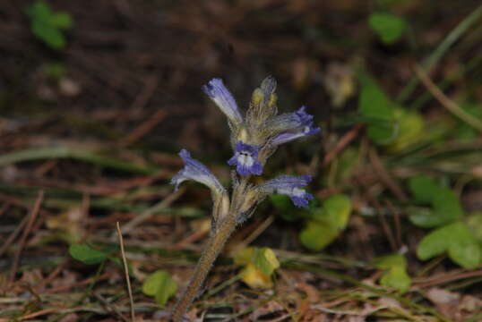 Слика од Phelipanche mutelii (F. W. Schultz) Pomel