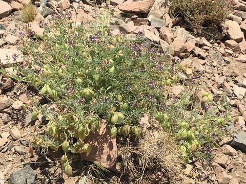 Image of Astragalus pehuenches Niederl.