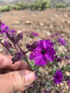 Mirabilis elegans (Choisy) Heimerl resmi