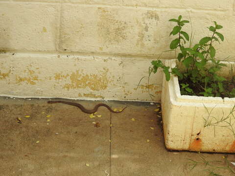 Image of Indian cobra