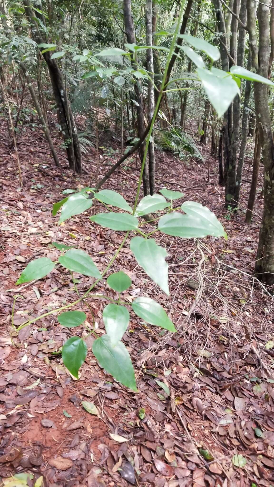 Image of Clematis pickeringii A. Gray