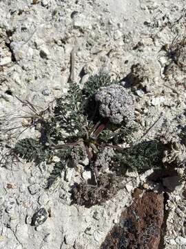 Image of bentonite desertparsley