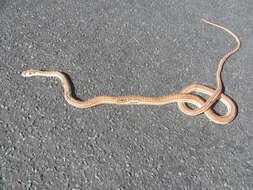 Image of Cape Sand Snake