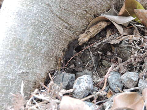 Image of Saba Least Gecko