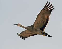 Image of Antigone canadensis canadensis (Linnaeus 1758)