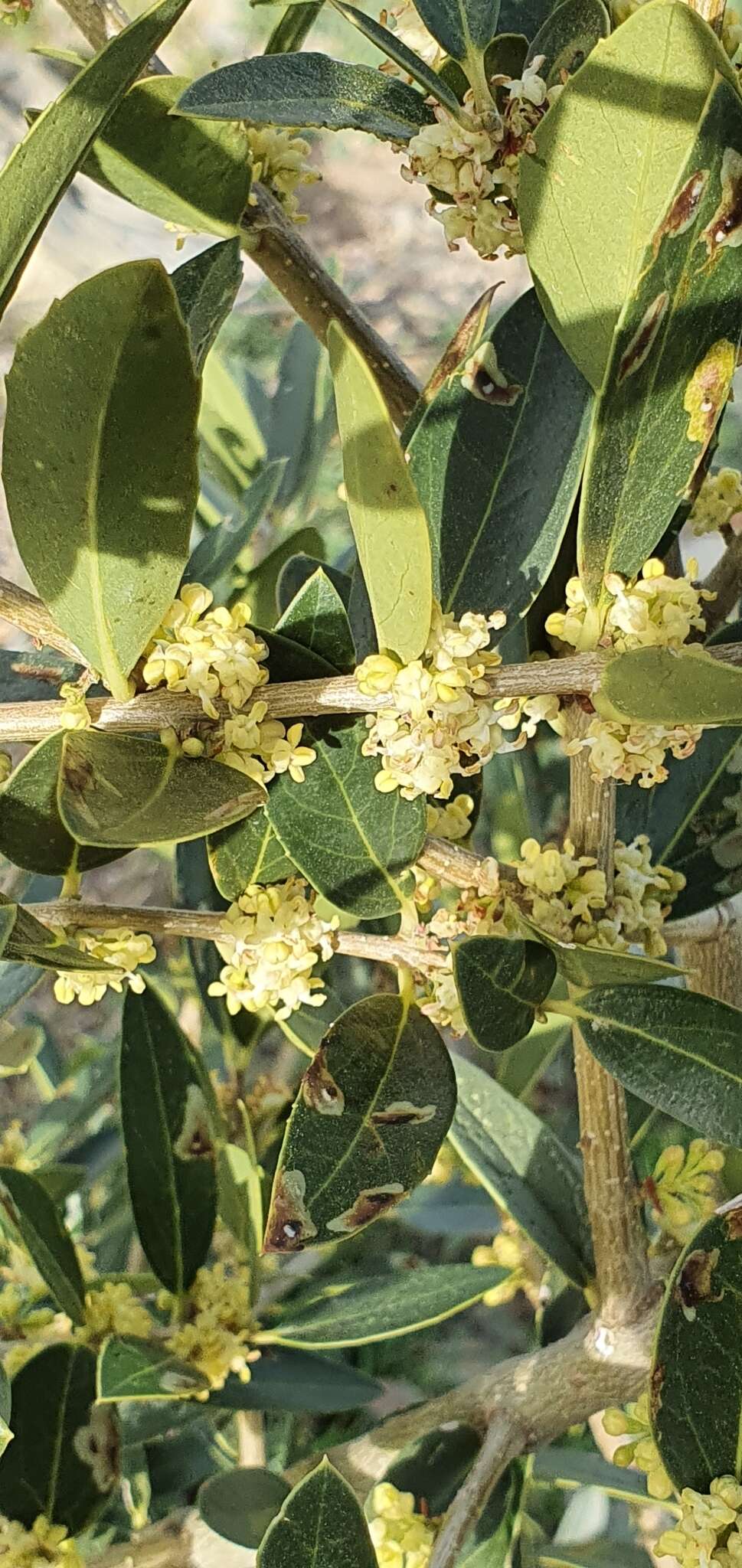 Image of Green Olive Tree