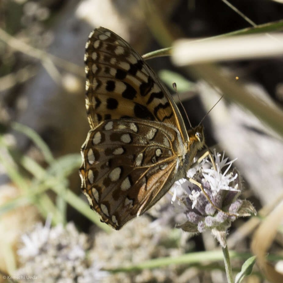 Image of Speyeria zerene monticola (Behr 1863)